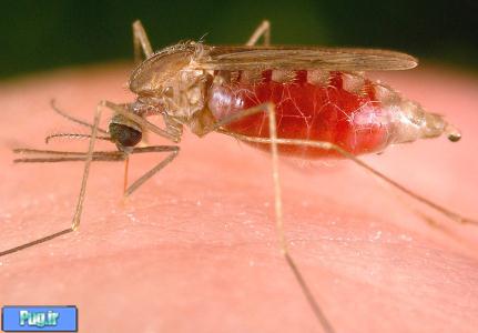 شناسایی پشه جدید مالاریا در کنیا