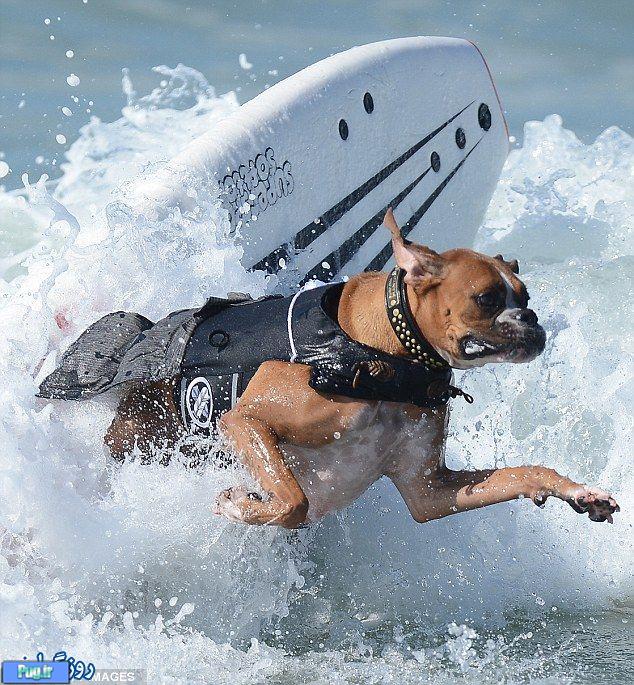 مسابقه موج سواری سگ ها 