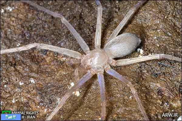 کشف عنکبوت بدون چشم در لائوس