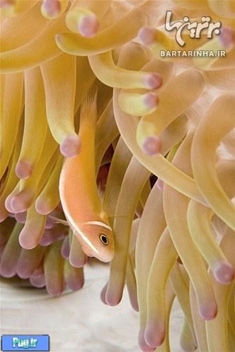تصاویری زیبا از دنیای زیر آب