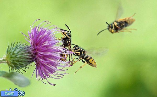  زندگی زنبورهای عسل