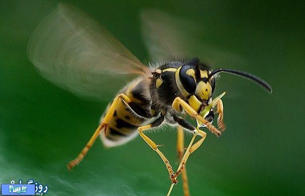  زندگی زنبورهای عسل