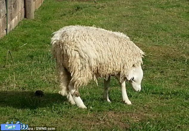 عجیب ترین گوسفند 