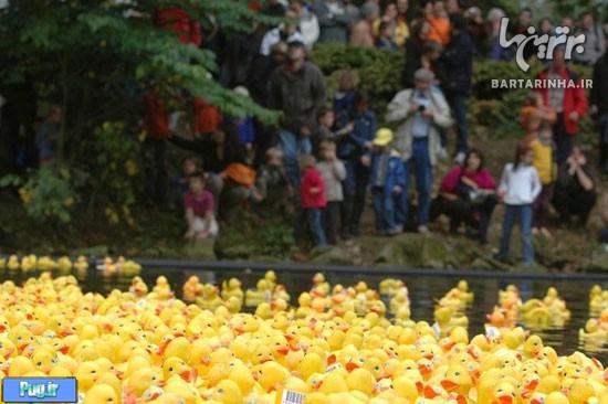 مسابقه اردک ها در آلمان! +عکس