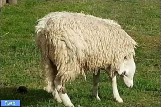 گوسفندی عجیب با سری وارونه!! + عکس