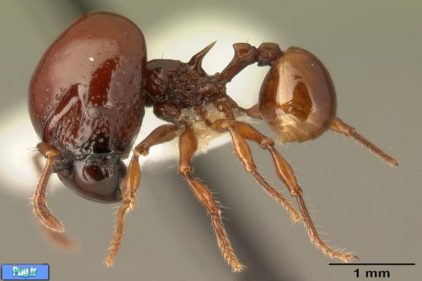مورچه های سه بعدی!