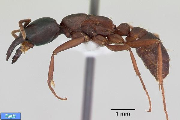 مورچه های سه بعدی!