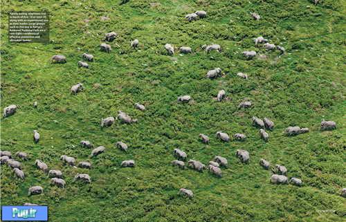 نمای هوایی گله‌های فیل در کنیا 