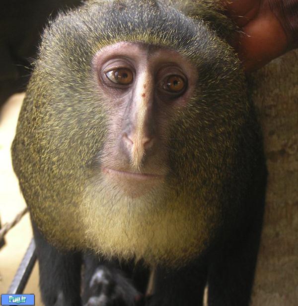 میمونی با صورت جغد 