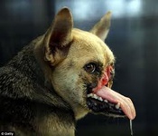شیرجه خونین سگ باوفا برای نجات صاحبانش