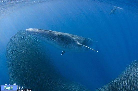 زندگی نهنگ ها