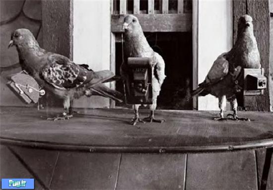 اولین کبوترهای‌ جاسوس + عکس
