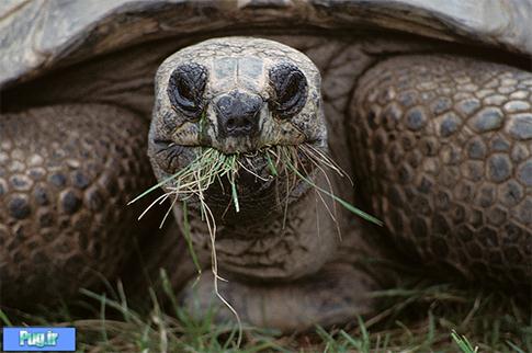 غذای لاک پشت الدابرا Aldabra Toroise(ترجمه)