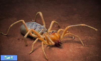عنکبوت خورشیدی (sun spider) (ترجمه)