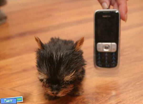 کوچکترین سگ دنیا