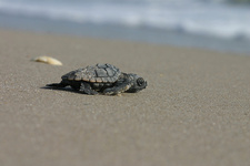 بچه‌ لاک‌پشت‌های دریایی در ساحل فلوریدا