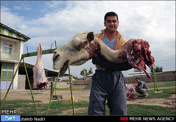 ذبح شتر در ترکمن صحرا