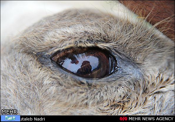 ذبح شتر در ترکمن صحرا