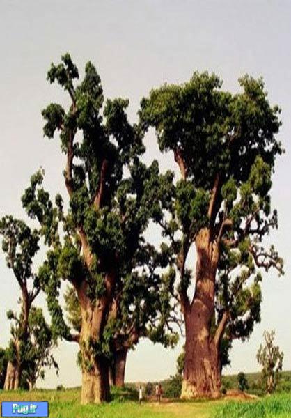 عجیب ترین درخت دنیا
