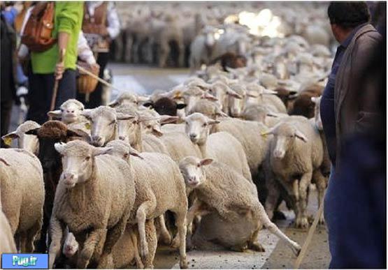 اعتراض از نوع گوسفندی