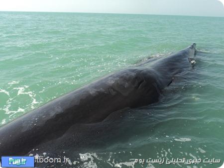  نهنگ ۱۶ متری که در جاسک به گل نشست