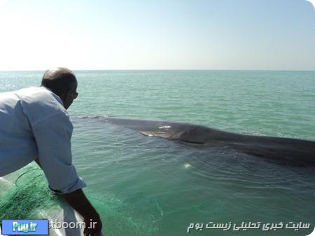  نهنگ ۱۶ متری که در جاسک به گل نشست