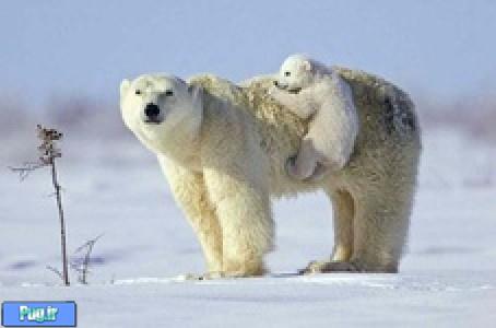 کشف پناهگاه خرس‌های قطبی