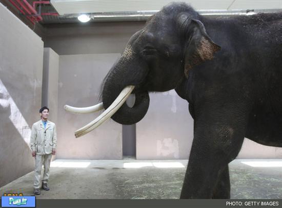 حیرت دانشمندان از فیلی که می‌تواند صحبت کند! + عکس