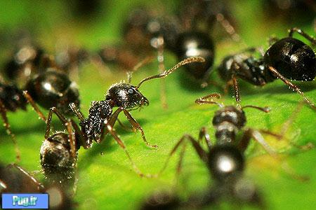 مورچه ها جمعی تصمیم می گیرند