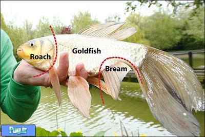 صید یک ماهی عجیب که از سه گونه ماهی تشکیل شده! + عکس