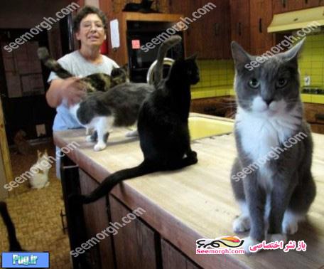 بیوه زنی که با 800 گربه زندگی می کند!! + عکس