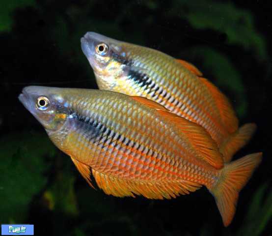  معرفی ماهی رنگین کمان یاکاتی (Melanotaenia angfa) 