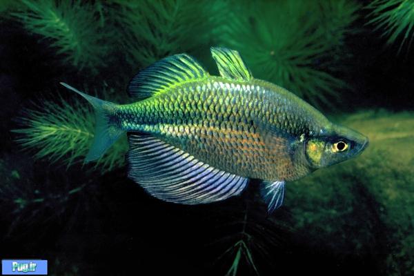 معرفی ماهی رنگین کمان دریاچه ی وانام (Glossolepis wanamensis) 