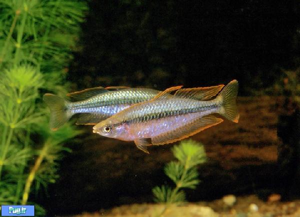 معرفی ماهی رنگین کمان قلمی (Melanotaenia gracilis) 