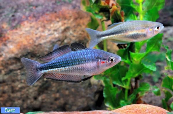 معرفی ماهی رنگین کمان خال زرشکی (Melanotaenia duboulayi) 