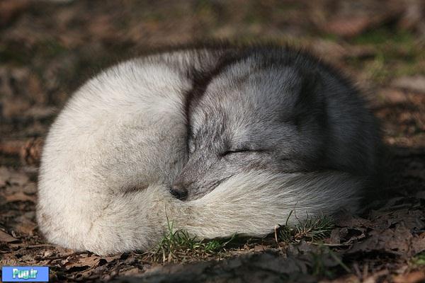  روباه قطبی/عکس 