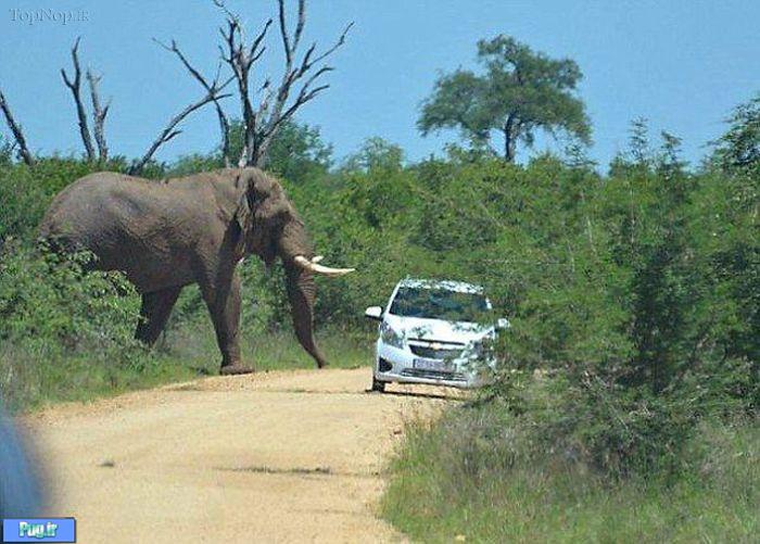 حمله یک فیل به یک ماشین
