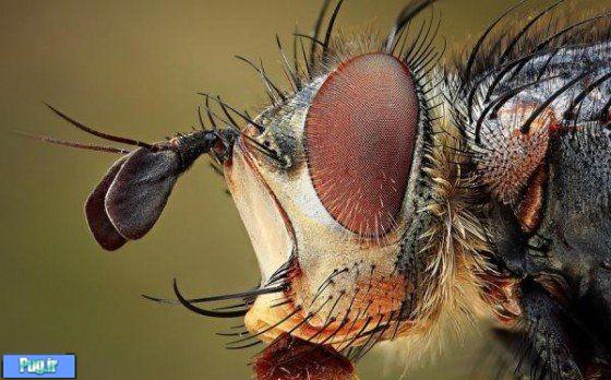 چشم در حشرات