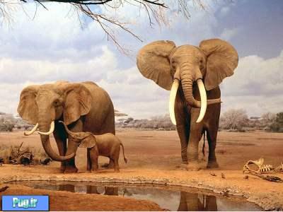 حمله دامپزشکان  فیل ها!