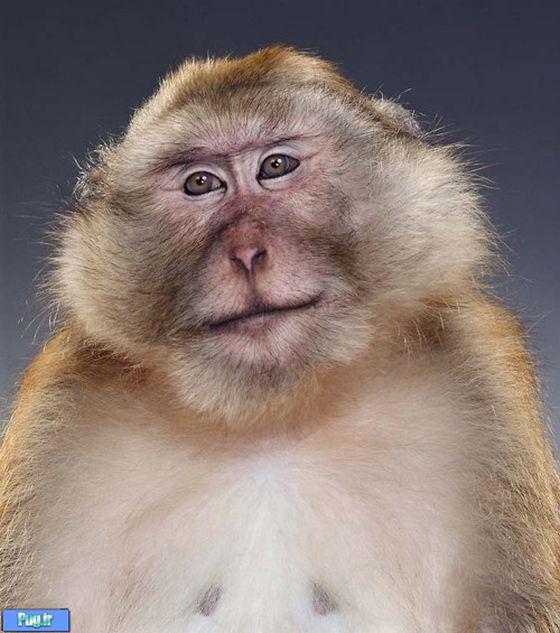 ژست میمونی