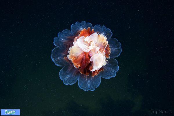 عکس هایی زیبا از عروس دریایی 