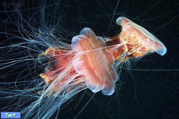 عکس هایی زیبا از عروس دریایی 