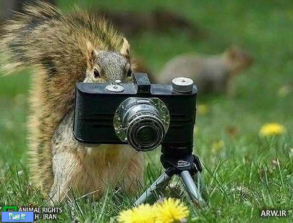حیوانات و دوربین