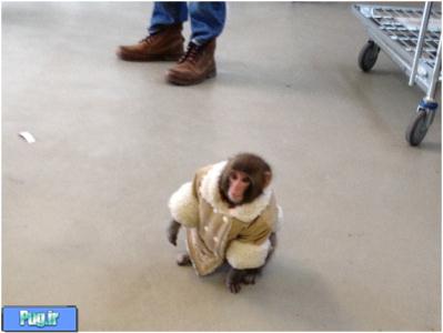 یک میمون خوش لباس در ikea 