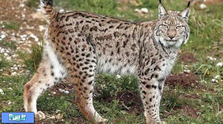  سه گونه از گربه‌سانان ایرانی 
