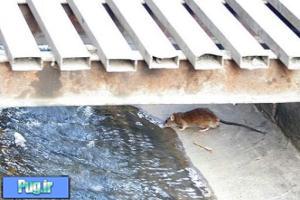 موشهای زنده خوار در پایتخت  