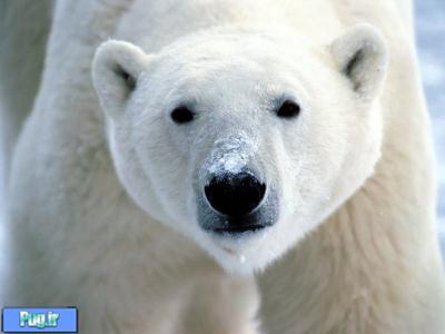  قانون منع تجارت خرس‌های قطبی