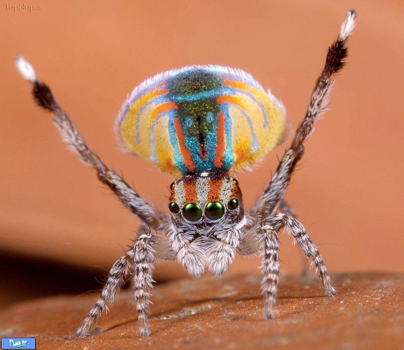 زیباترین عنکبوت دنیا