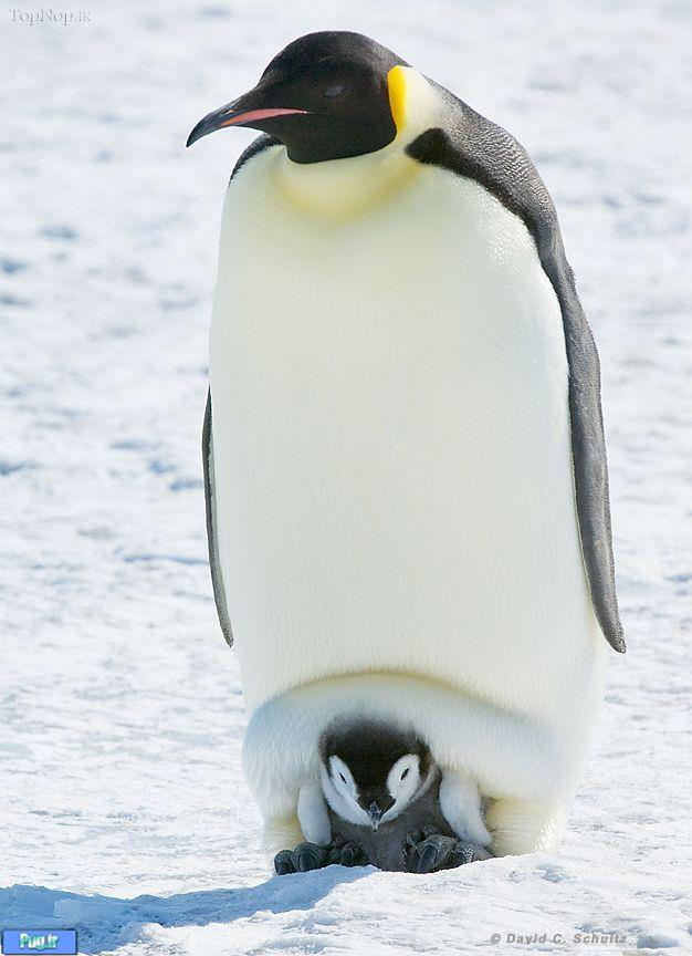 زیبا ترین پنگوئن   زمین 