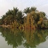 تالابهای خوزستان جان می گیرند
